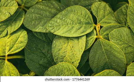 Closeup Of Green Leaves Of Soybean Plant Covered With Rain Drops, Agricultural Landscape