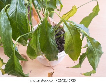 close-up of the green leaves of a spathiphyllum houseplant, yellowed and withered. Home plant care concept. Hobby, home gardening. Diseases of domestic plants - Powered by Shutterstock