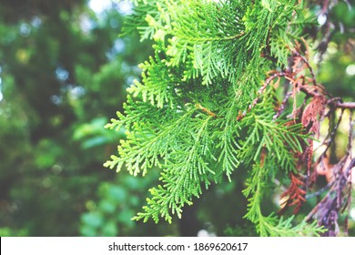 Thuja Trees Images Stock Photos Vectors Shutterstock