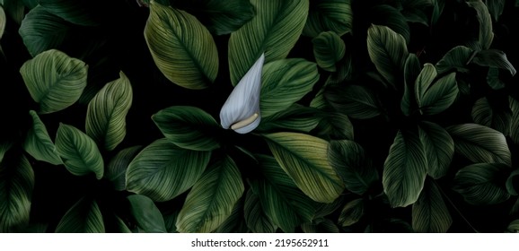 Closeup green leaves and white flower of tropical plant in garden. Dense green leaf with beautiful pattern texture background. Green leaves for spa background. Top view ornamental plant in garden.