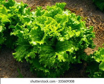 Closeup Of A Green Lettuce Plant Growing In The Vegetable Garden