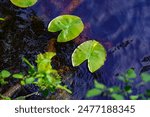 Close-up of green lily pads floating on a calm, dark water surface. This serene and beautiful nature scene highlights the delicate details of aquatic plants, perfect for botanical, nature, and water