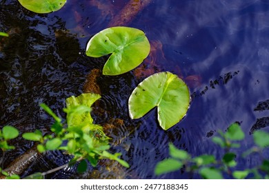 Close-up of green lily pads floating on a calm, dark water surface. This serene and beautiful nature scene highlights the delicate details of aquatic plants, perfect for botanical, nature, and water - Powered by Shutterstock