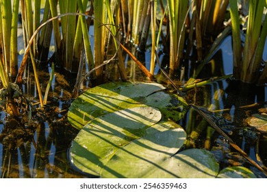 Close-up of green lily pads and reeds in shallow water with sunlight casting shadows. Wetland nature scene showcasing aquatic plants and organic textures. Ideal for environmental or natural themes.   - Powered by Shutterstock