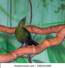closeup of a green livingstone's turaco standing on a tree branch in the aviary, Tropical bird specie from Africa, popular pet in aviculture