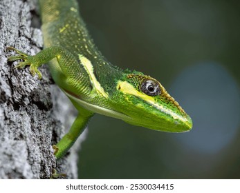 A closeup of a green lizard atop a tree bark in its natural habitat - Powered by Shutterstock