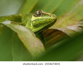 A closeup of a green lizard atop a tree bark in its natural habitat - Powered by Shutterstock