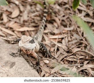 A closeup of a green lizard perched on a pile of dried leaves - Powered by Shutterstock