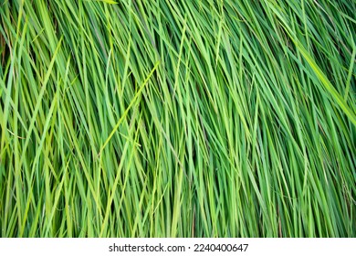 
				
				 Close-up Green long grass pattern texture can be used as a natural background wallpaper   
