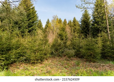 A Closeup Of Green Luscious Forest Landscape