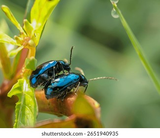 Close-up of green metallic flea beetles mating on weed plants, Pair of altica beetles. 