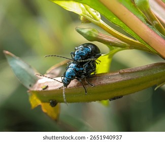 Close-up of green metallic flea beetles mating on weed plants, Pair of altica beetles. 