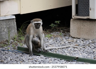 A closeup of a green monkey (Chlorocebus sabaeus) sitting on the rocks with her baby - Powered by Shutterstock