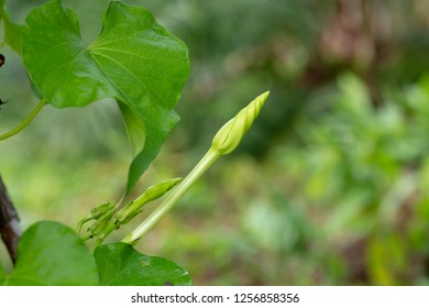 Close-up Green Moonflower Vine (ipomea Alba) On Tree In Tropical Garden