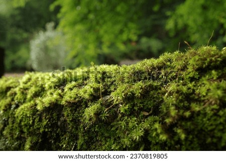 Close-up of green moss growing on a wood. The moss is dense and lush in green forest 