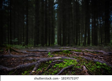 Close-up Of Green Moss On Black Ground In Dark Forest. Beautiful Dark Background Wallpaper. Trees Lined Up In A Row. Roots On A Path In Woods. Low View Wood Track. Forest Lines. Contrast And Details