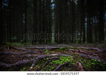 Close-up of green moss on black ground in dark forest. Beautiful dark background wallpaper. Trees lined up in a row. Roots on a path in woods. Low view Wood track. Forest lines. Contrast and details