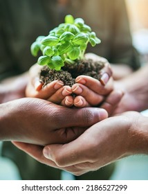 Closeup Of Green, Natural And Eco Friendly Group Of Hands Holding Planting Soil Together, For Gardening Or Farming. Nature Environment Team With Fresh Earth And Growth Of Small Plant.