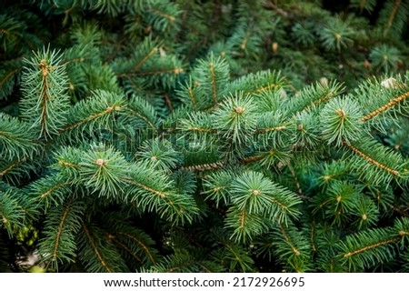 close-up of a green needles of European silver fir (Abies alba)