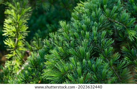 Close-up of green needles of Himalayan cedar (Cedrus Deodara, Deodar) growing in Adler resort city near Sochi. Selective focus. Beautiful natural green background for any design