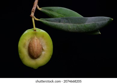 Nahaufnahme eines grünen Olivenbaums, der in der Mitte mit dem Olivenstein und dem Zellstoff auf schwarzem Hintergrund geschnitten ist. Die Oliven hängen auf einem Zweig mit zwei Blättern