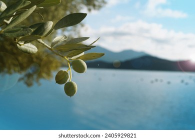 Closeup green olive tree with olives                            - Powered by Shutterstock