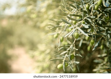 Close-up of green olives hanging on a branch in an olive orchard. The image captures the natural, fresh, and organic feel of the olives and leaves in a sunny setting. - Powered by Shutterstock