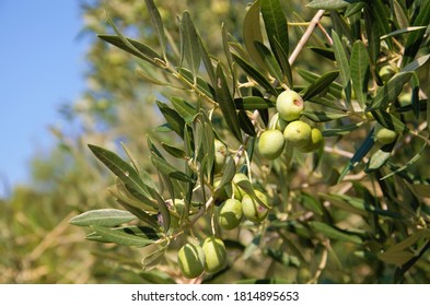 closeup green olives on the tree in bright day on Cres island. wallpaper Mediterranean flora of Croatia, Europe. - Shutterstock ID 1814895653