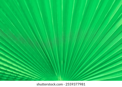 Closeup of a green palm leaf with radiating lines and vibrant color. Natural background - Powered by Shutterstock