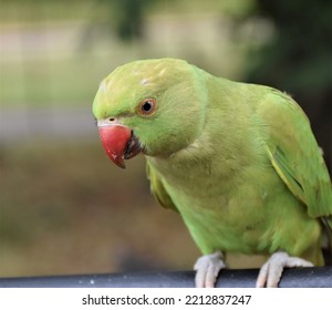 Close-up Of A Green Parakeet 