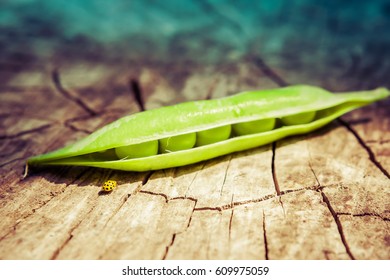 Closeup Of Green Pea Pod And Yellow Ladybug On A Tree Stump. Environmental Concept