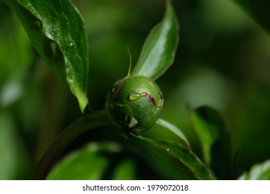 Closeup Of Green Peony Bud With Single Rain Or Tear Drop