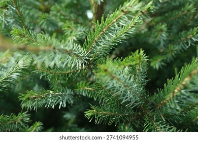Closeup of green pine branches with sharp needles in natural forest setting. Evergreen tree foliage with detailed texture and fresh outdoor environment for nature concept.