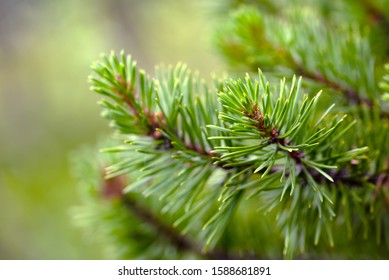 Closeup of green pine needles with a shallow depth of field