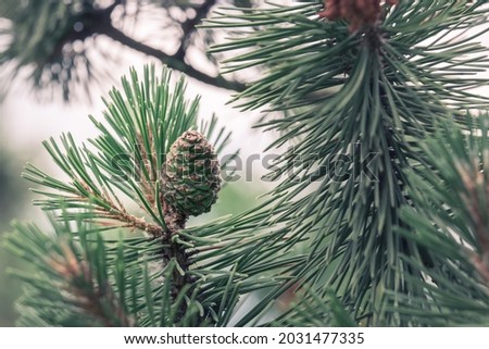 Close-up of a green pinecone among pine branches.