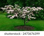 Closeup of the green and pink flowers of the small garden dogwood tree cornus kousa radiant rose.