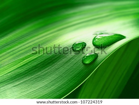 Close-up of green plant leaf