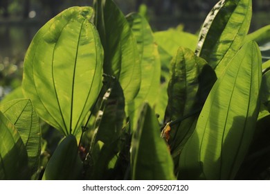 Closeup Green Plant Pathology Background