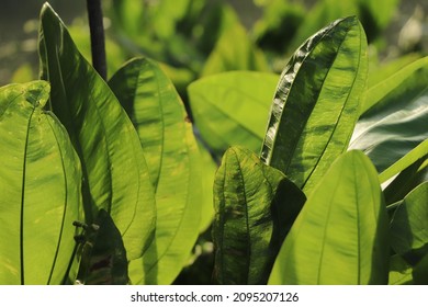 Closeup Green Plant Pathology Background