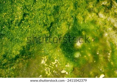 A closeup of a green pond cover in growth