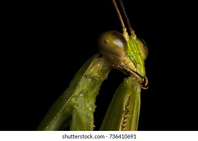 Close-up Of A Green Praying Mantis, Photographed On Barro Colorado Island, Panama