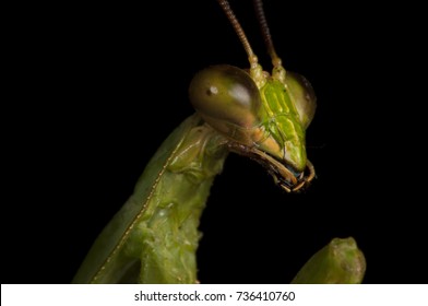 Close-up Of A Green Praying Mantis, Photographed On Barro Colorado Island, Panama