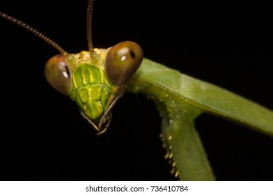 Close-up Of A Green Praying Mantis, Photographed On Barro Colorado Island, Panama