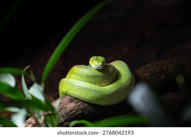 A close-up of a green python sitting on a branch curled into rings.