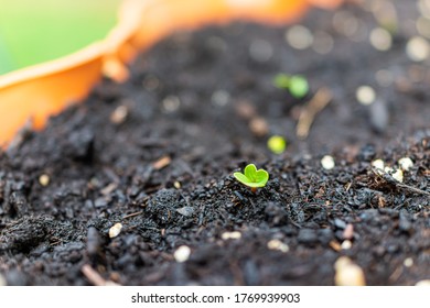 Closeup Of Green Radish Small Tiny Sprout In Orange Garden Container Surface With Rich Soil Macro Showing Detail And Texture In Spring