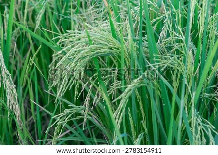 Closeup of green rice plants with developing grains highlighting agricultural growth seasonal farming and food production