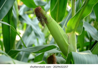 closeup the green ripe corncob growing with plant and leaves over out of focus green background.