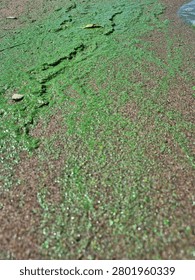 Close-Up of a Green River Wave with Algae Rolling onto a Green Sandy Bank