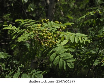 Close-Up of Green Rowan Tree Branch with Unripe Berries in a Lush Forest Setting - Powered by Shutterstock