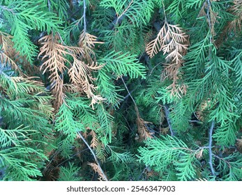 Close-up of green and rusty foliage with fine, needle-like leaves glistening with water droplets. The lush greenery captures the essence of freshness and natural beauty, creating a tranquil atmosphere - Powered by Shutterstock